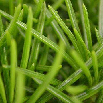 Senecio archeri 'Himalaya'