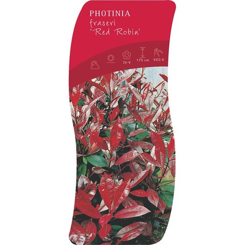 Photinia x fraseri 'Red Robin'
