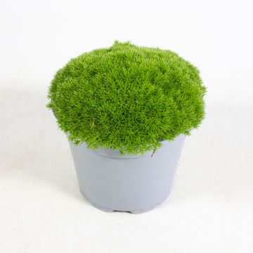 Scleranthus uniflorus