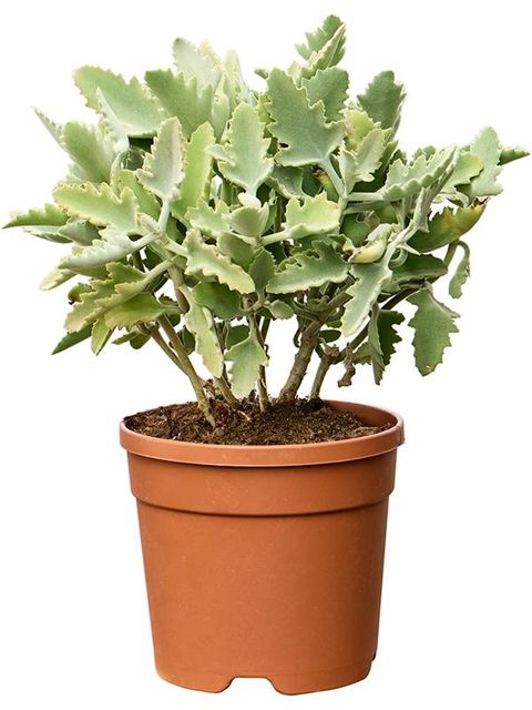 Kalanchoe 'Oak Leaf'
