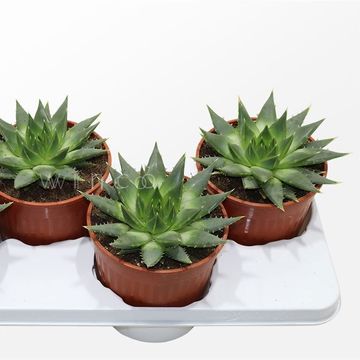 Aloe polyphylla