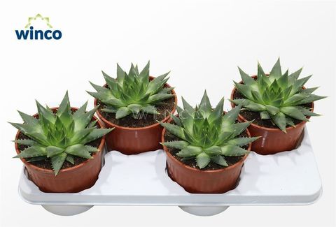 Aloe polyphylla