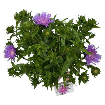 Stokesia laevis 'Purple Parasols'