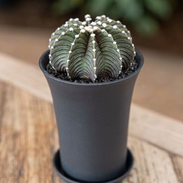 Gymnocalycium BLACK
