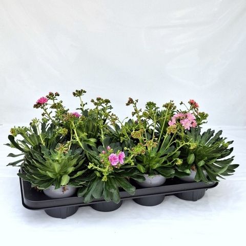 Lewisia cotyledon MOUNTAIN DREAMS MIX