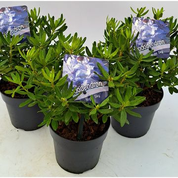 Rhododendron 'Night Sky'