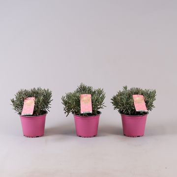 Andromeda polifolia 'Blue Ice'