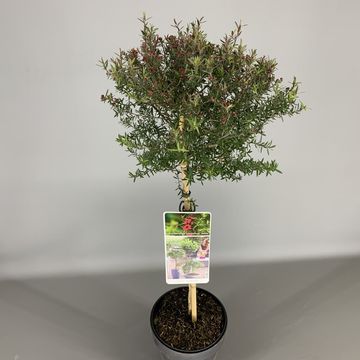 Leptospermum scoparium ROSSO