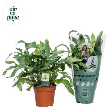 Phlebodium aureum 'Blue Star'