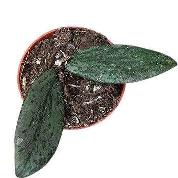 Hoya sigillatis 'Silver'