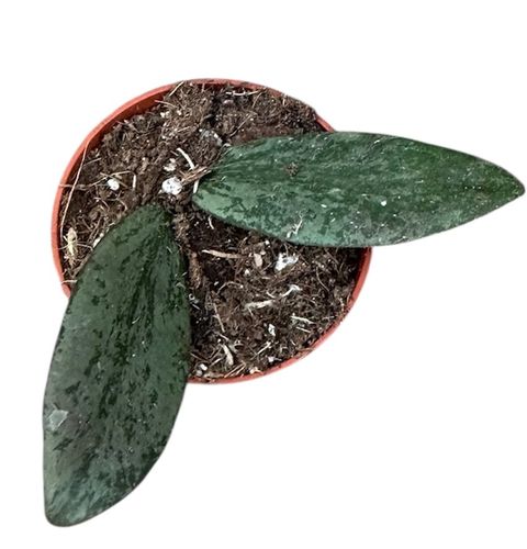 Hoya sigillatis 'Silver'