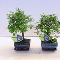 Zelkova parvifolia
