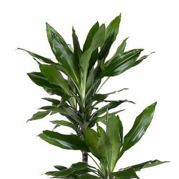 Dracaena fragrans 'Janet Lind'