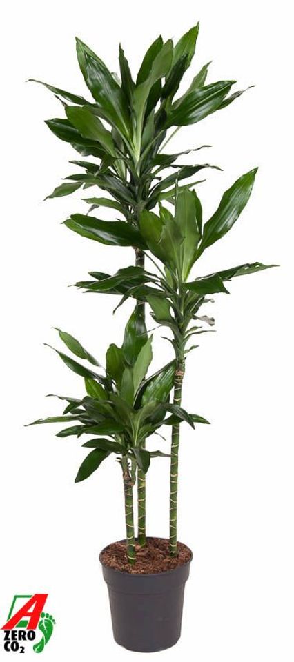 Dracaena fragrans 'Janet Lind'