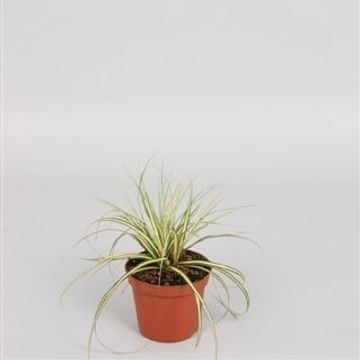 Carex oshimensis 'Evergold'