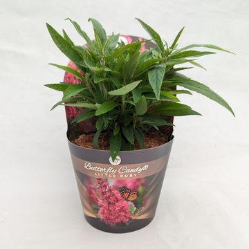 Buddleja davidii BUTTERFLY CANDY LITTLE RUBY