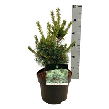 Pinus parviflora 'Negishi'