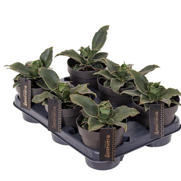 Sansevieria 'Star Rose'