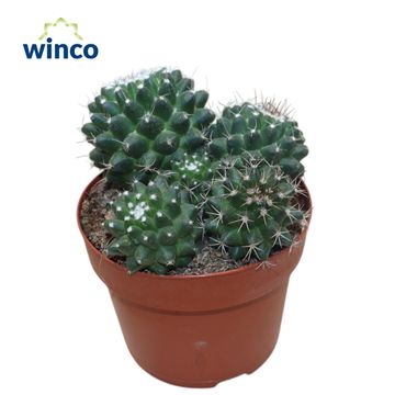 Mammillaria polythele 'Toluca'