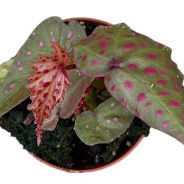Begonia amphioxus x malachosticta