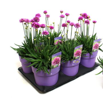 Armeria pseudarmeria 'Ballerina Lilac'