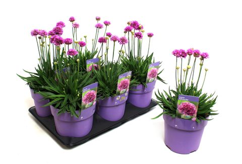 Armeria pseudarmeria 'Ballerina Lilac'