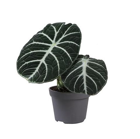 Alocasie reginula 'Ninja'