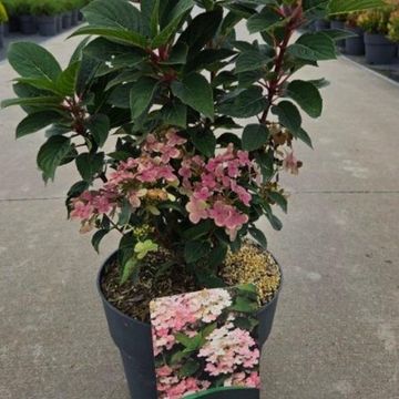 Hydrangea paniculata 'Polestar'