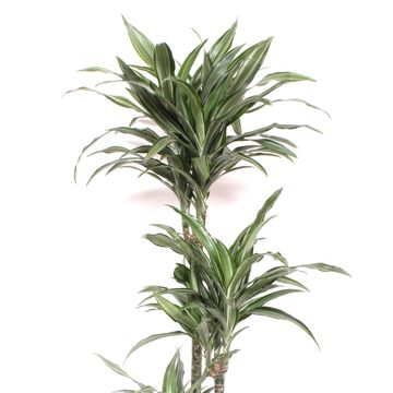 Dracaena fragrans 'Ulises'