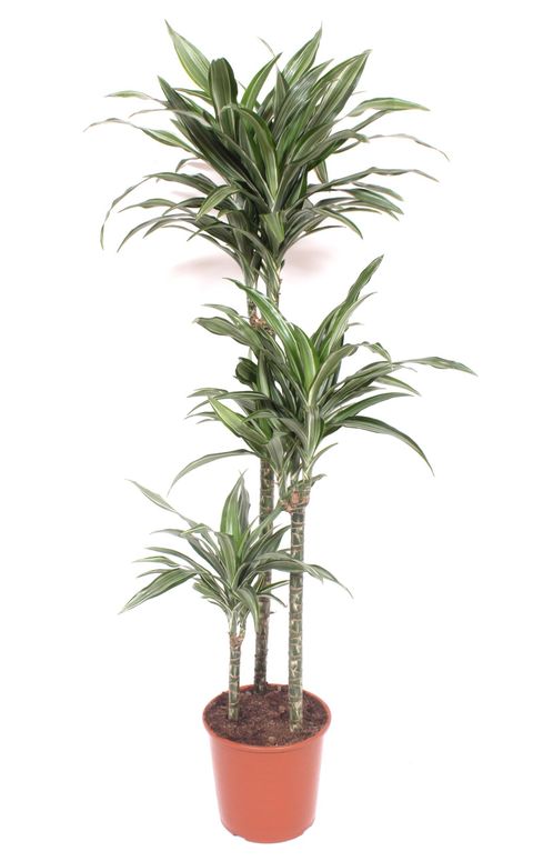 Dracaena fragrans 'Ulises'