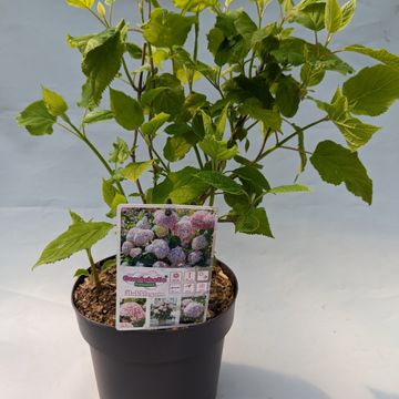 Hydrangea arborescens CANDYBELLE BUBBLEGUM
