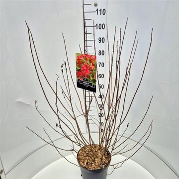 Weigela 'Red Prince'