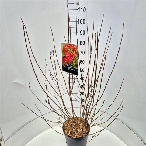 Weigela 'Red Prince'