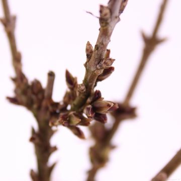 Forsythia x intermedia 'Nimbus'