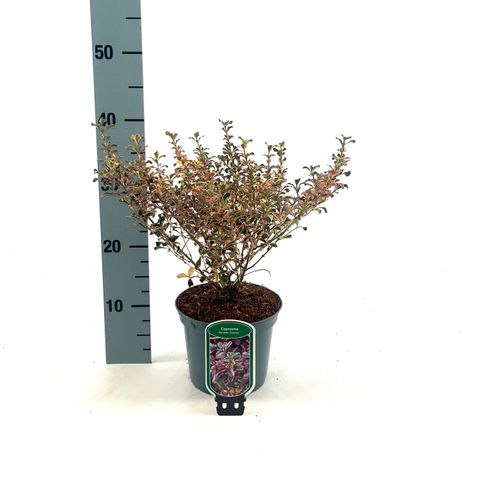 Coprosma 'Rainbow Surprise'