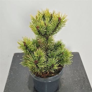 Pinus mugo 'Golden Glow'