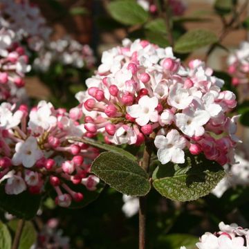 Viburnum carlesii 'Aurora'