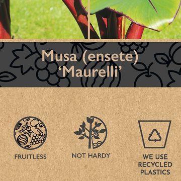Ensete ventricosum 'Maurelii'