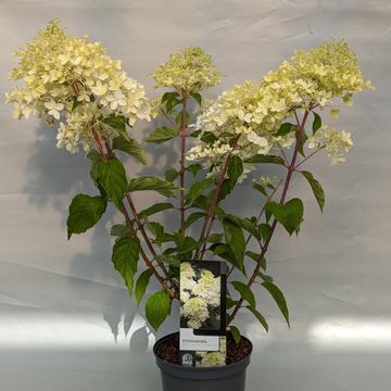 Hydrangea paniculata 'Phantom'