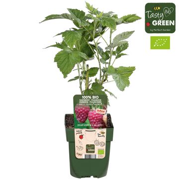 Rubus idaeus 'Naschmich'