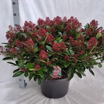 Skimmia japonica 'Rubella'