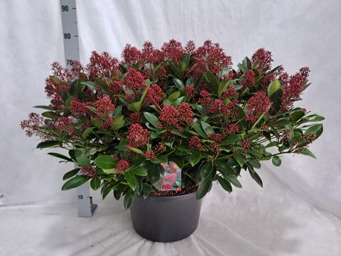 Skimmia japonica 'Rubella'