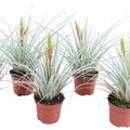 Tillandsia inopinata
