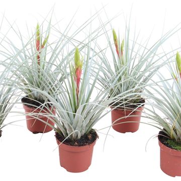 Tillandsia inopinata