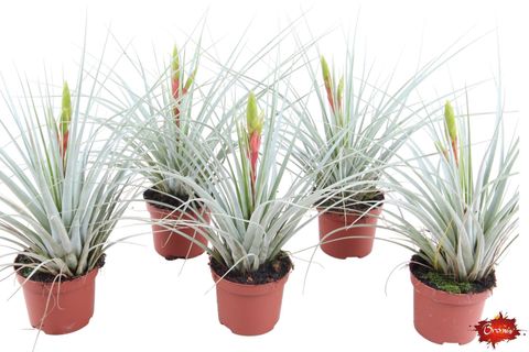 Tillandsia inopinata