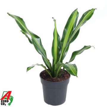 Dracaena fragrans BURLEY