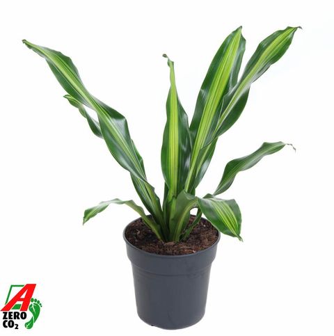 Dracaena fragrans BURLEY