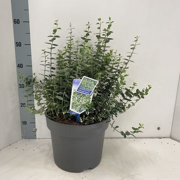 Euonymus fortunei 'Emerald Gaiety'