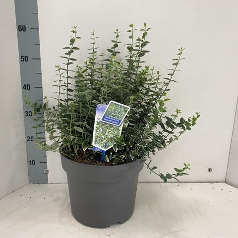 Euonymus fortunei 'Emerald Gaiety'