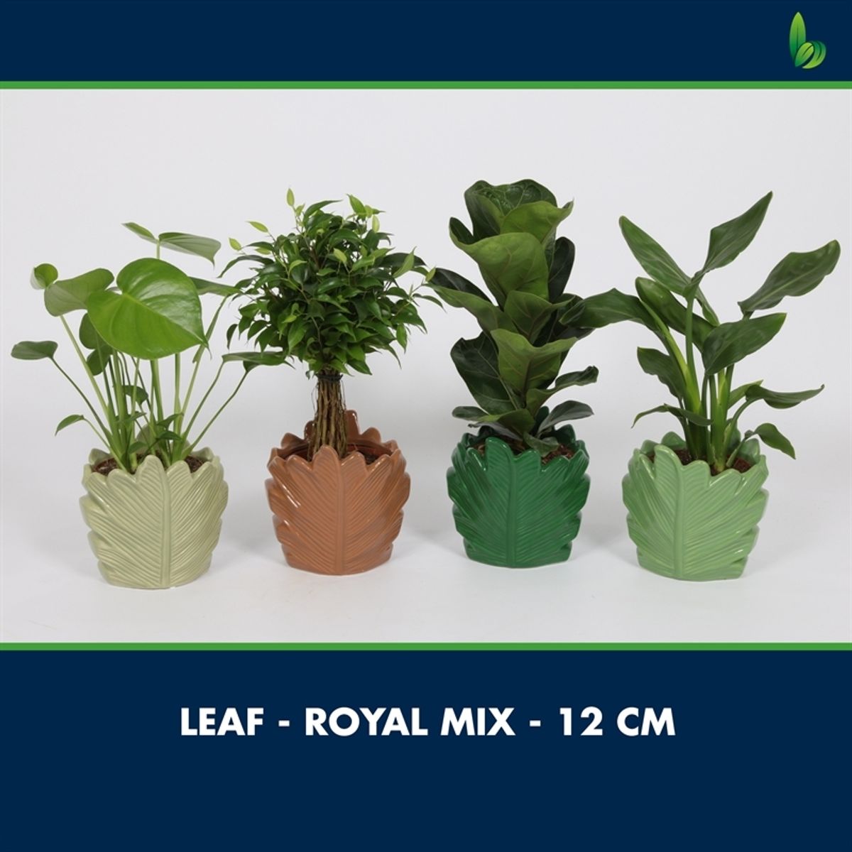 Houseplants MIX — Plant Wholesale FlorAccess